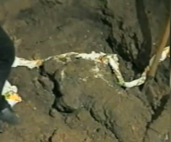 Фотография найденных останков в подвале