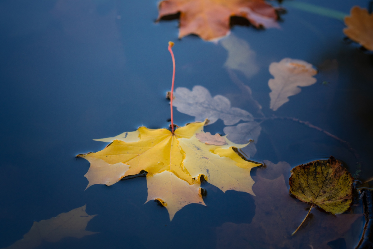 Фото: ГМЗ «Царское Село», Мария Шутко