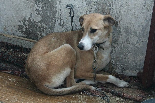 Розочка в приюте.