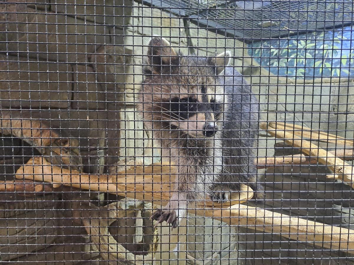 Бедняги-еноты мечутся из угла в угол