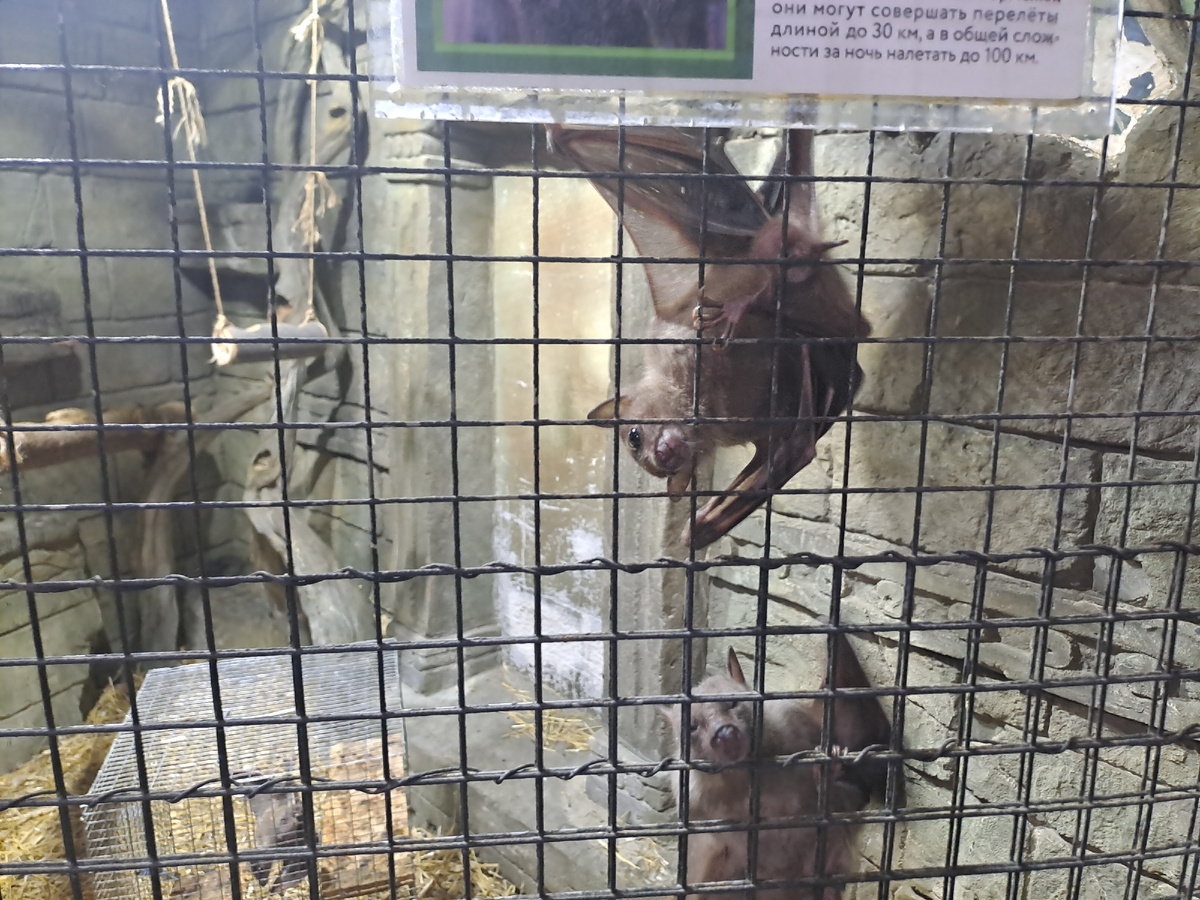 Кто-то явно забыл, что летучие мыши - ночные животные