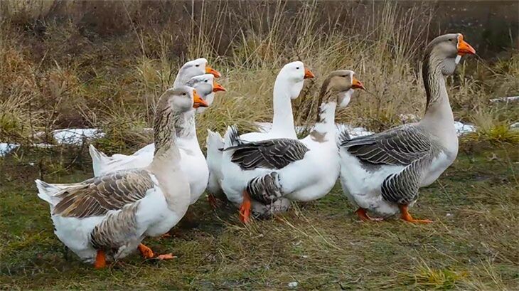 Линдовские гуси