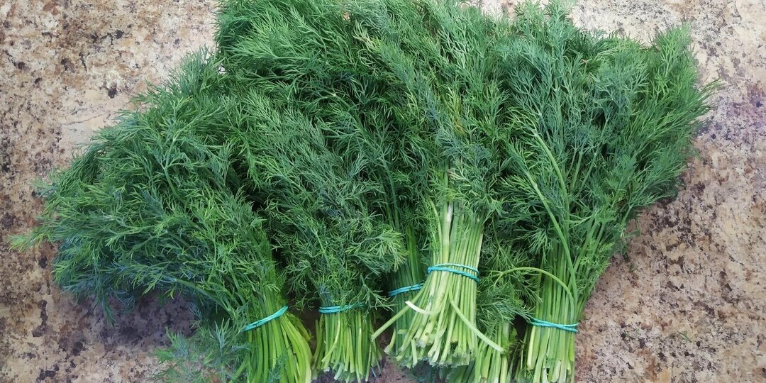 Укроп — не просто зелень на тарелке: как обычная травка спасает здоровье, улучшает пищеварение и даже помогает спать
