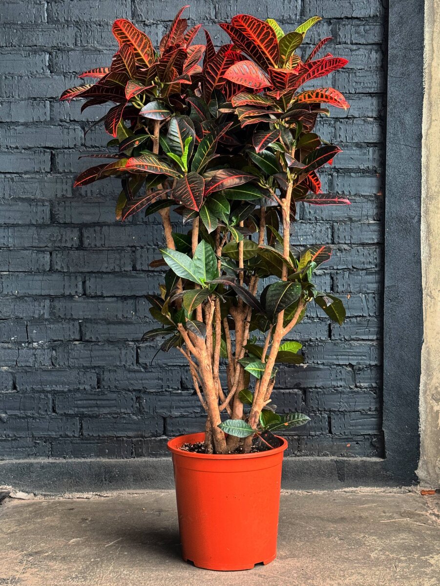 Кротон Петра