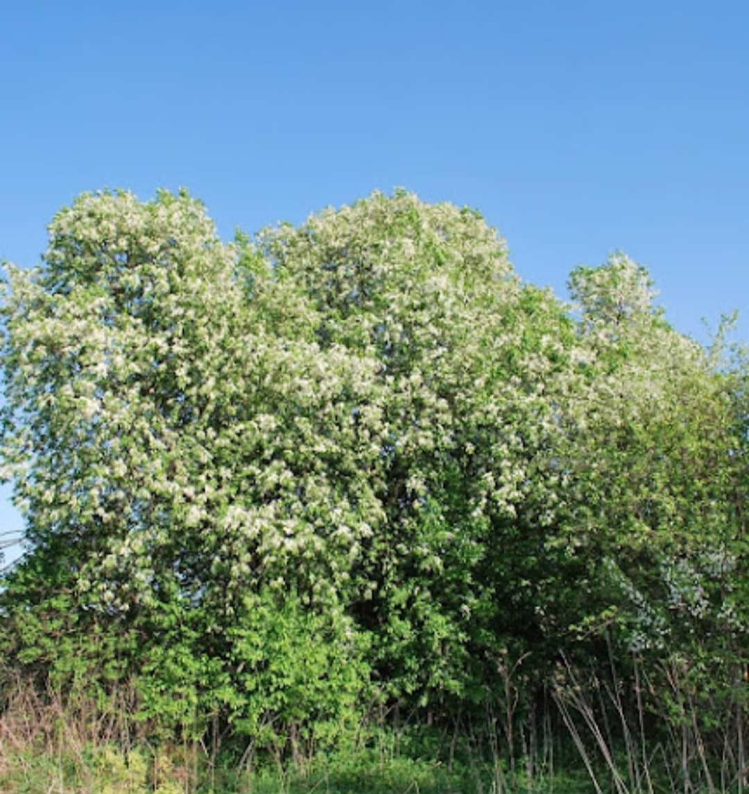 Фото автора. Лето 2015г. Огромное дерево черёмухи на даче.