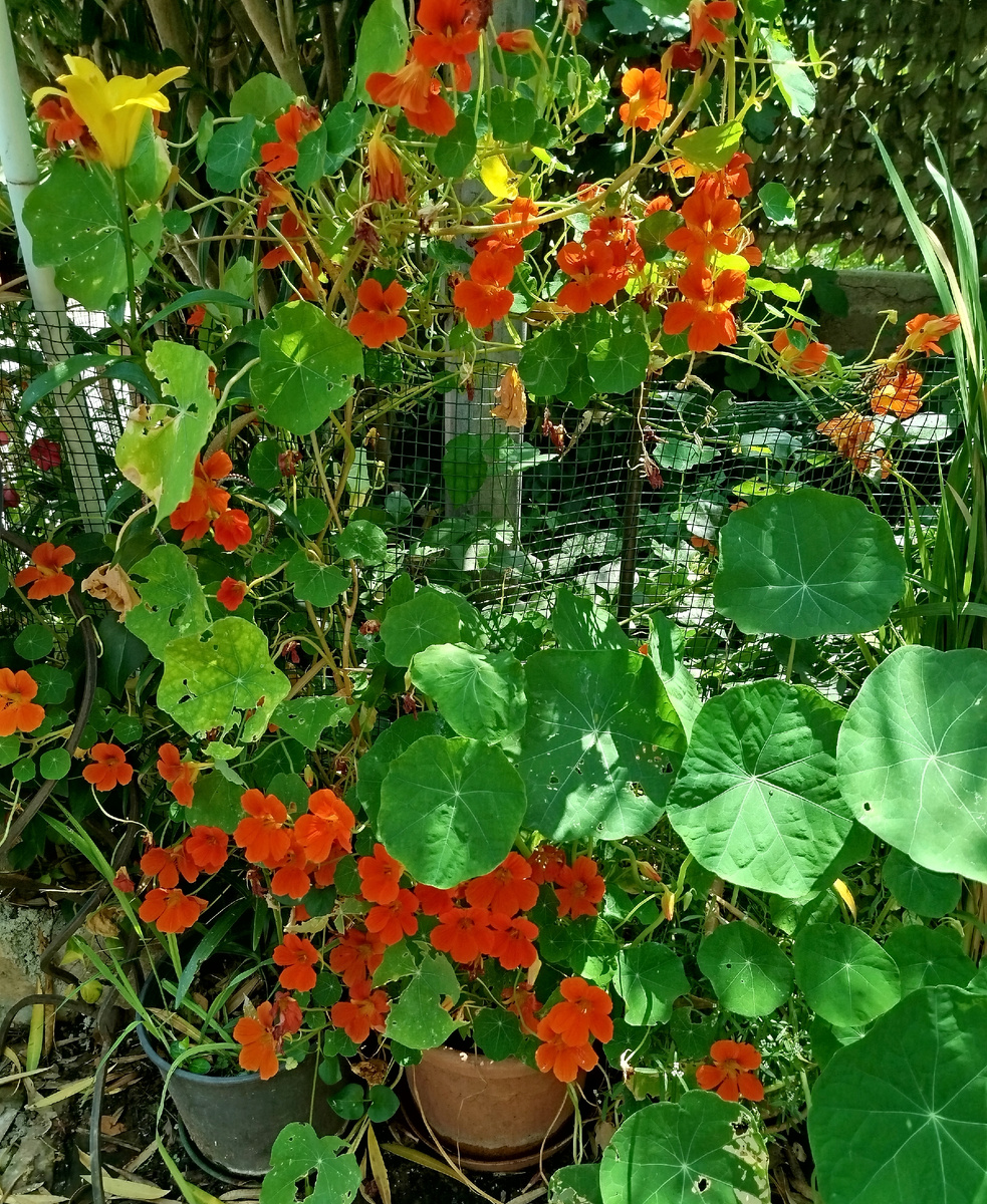 Фото автора. Настурция в июне 2025г. К сожалению, "жаростойких" сортов я не встречала. Приходится изобретать время посадки и особые условия содержания, чтобы не отказываться от любимого растения.