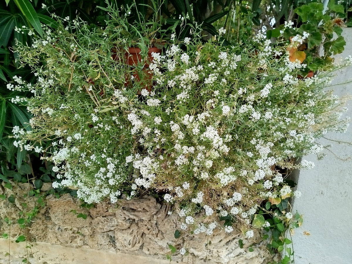 Фото автора. Обычный белый алиссум. Хотелось бы шапки поплотнее, но увы.