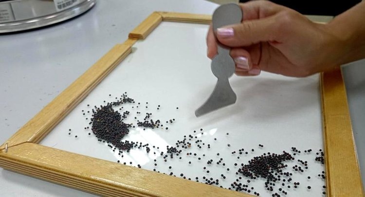    Красноярские аграрии в 3 раза увеличили поставки рапса в Беларусь