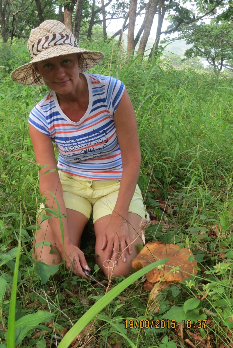 Грибы на полуострове Гамова