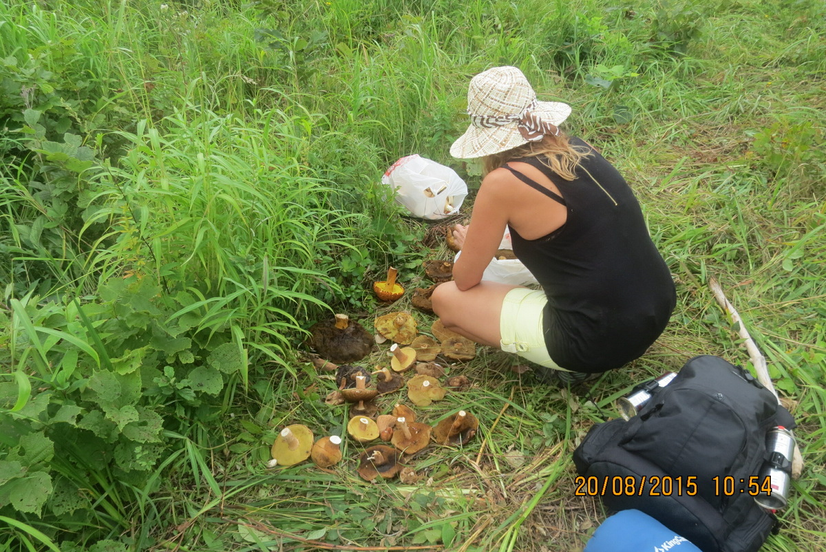 Грибное место. Оставшиеся грибы пришлось взять с собой домой