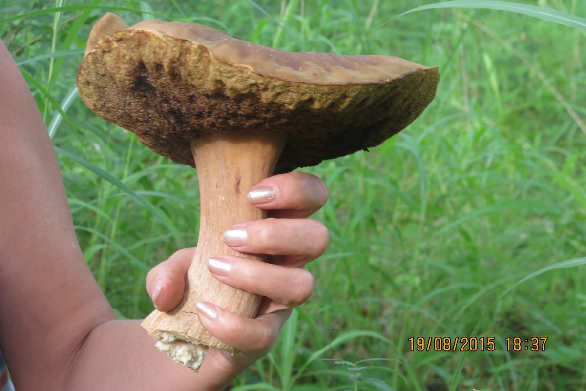 Они были просто здоровенные