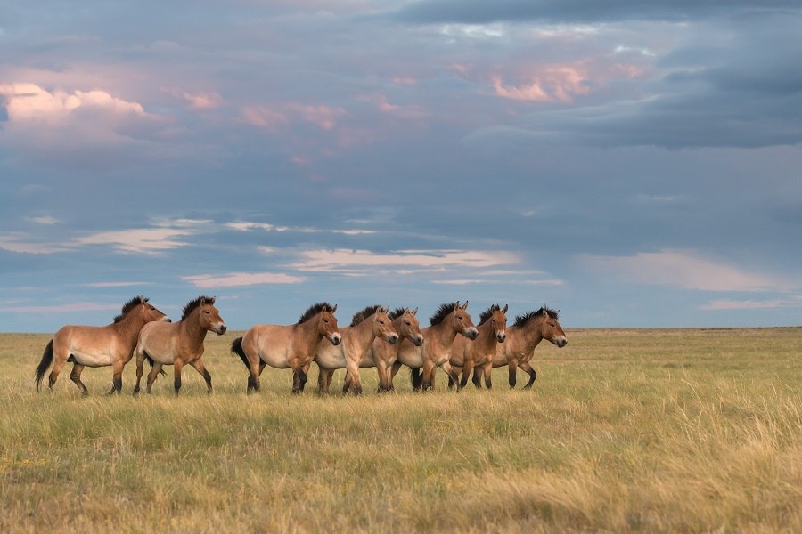    Фото :С.Горбатых/Государственный природный заповедник «Оренбургский» Остап Мусаев
