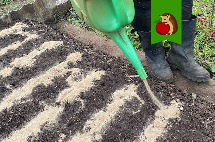 Смотрю, муж чем-то «поливает» чеснок после посадки: хотела поругаться – оказалось, нужно хвалить