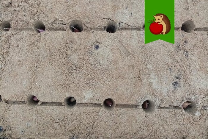 Это в какой-то из прошлых годов. Песок можно использовать по-разному: и присыпать, и вносить в процессе рыхления, и в лунки добавлять.