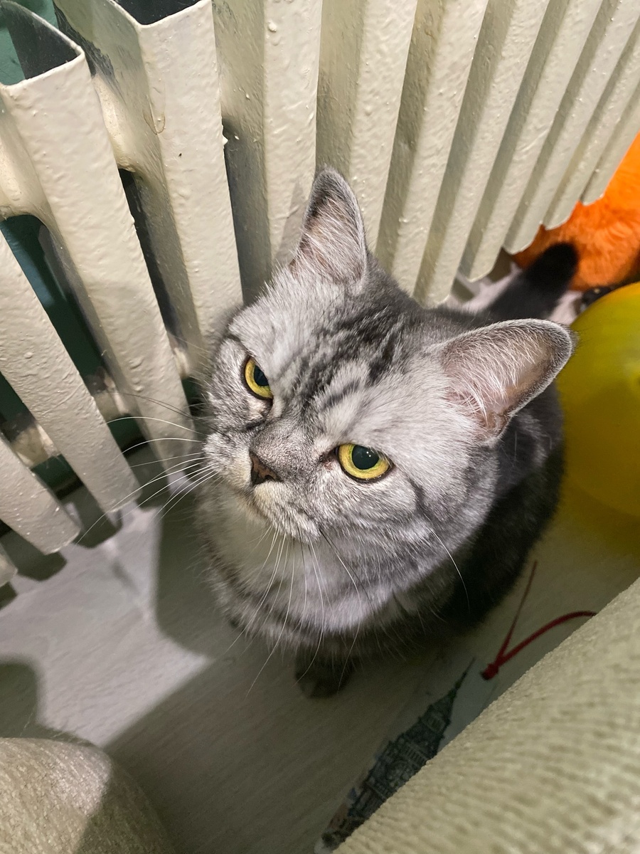    Зачем кошкам залысины между ушами и глазами - я бы ни за что не догадалась