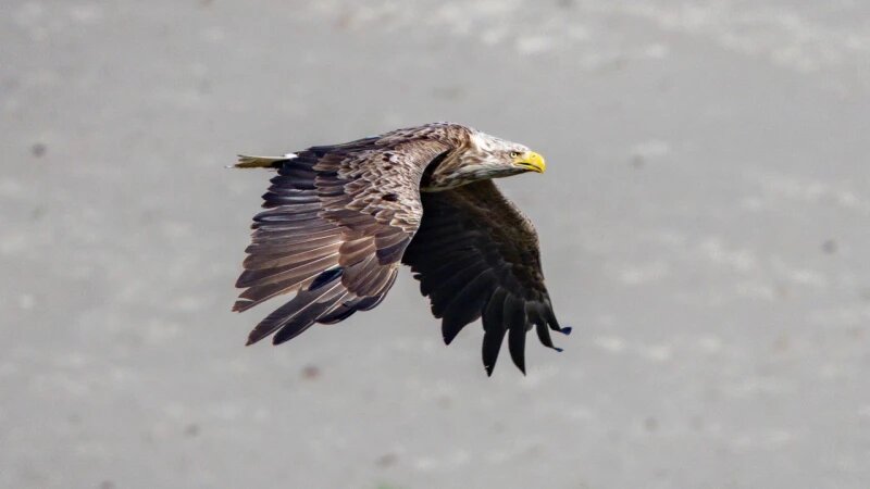     Белохвостый орлан на берегу Оби Алексей Поляков