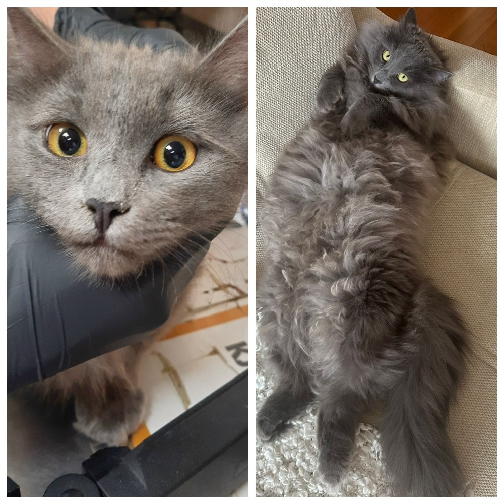 Мотя Пухов уехал в своё пушистое домашнее будущее 18 апреля 2023 года.