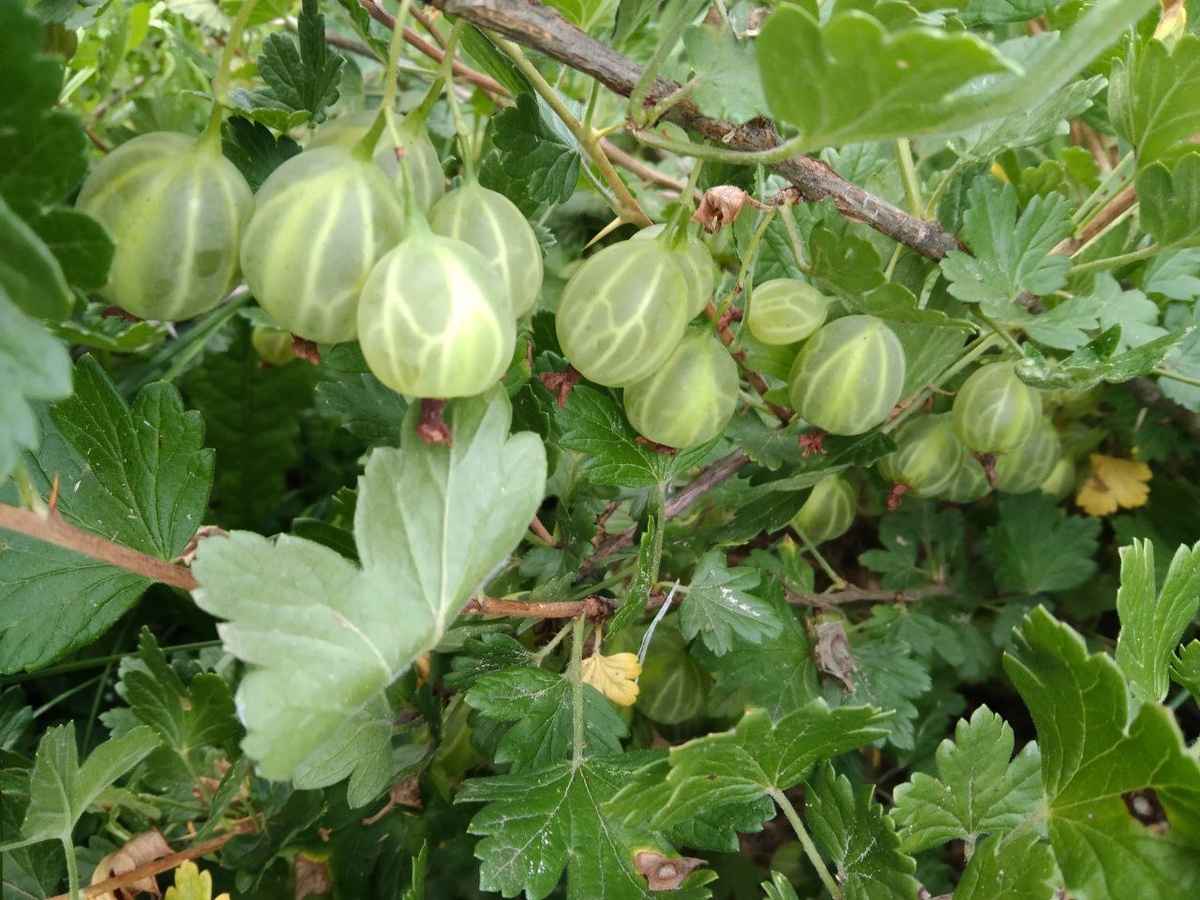 Фото ученицы ягодного курса