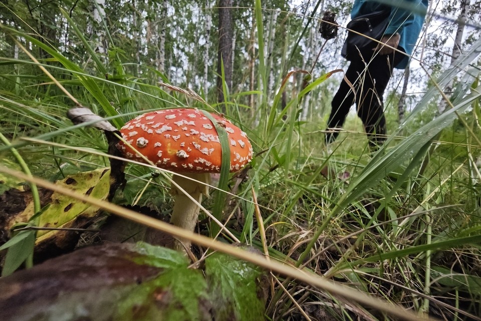    Заблудившиеся в лесу семьи спасены благодаря оперативной работе полиции. Алексей БУЛАТОВ