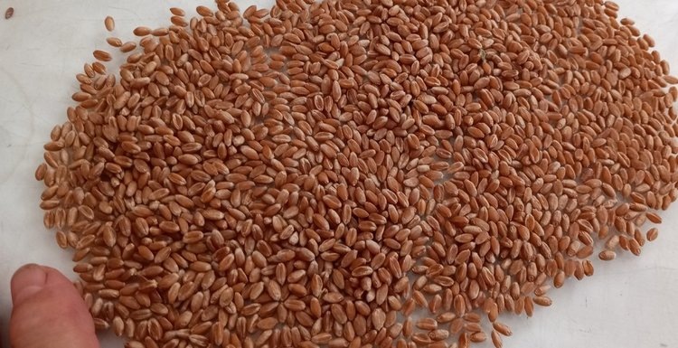    Фото: Тверской филиал Российского сельскохозяйственного центра