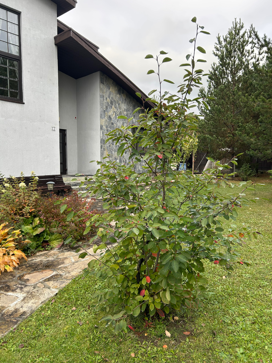 Ирга ламарка ждет, когда я начну формировать из нее зонтик