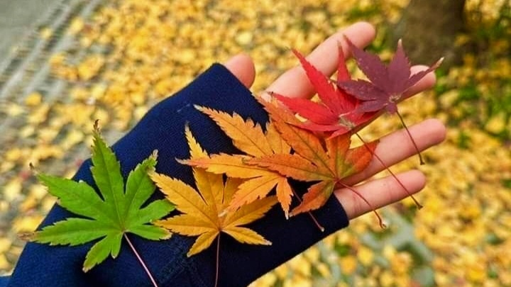 Какие красивые листья осенние 🍂