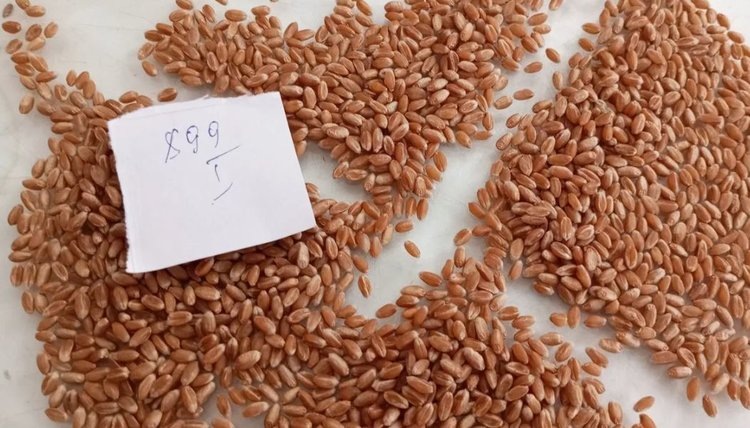    Фото: Служба по связям с общественностью филиала «Донецкий» Российского сельскохозяйственного центра