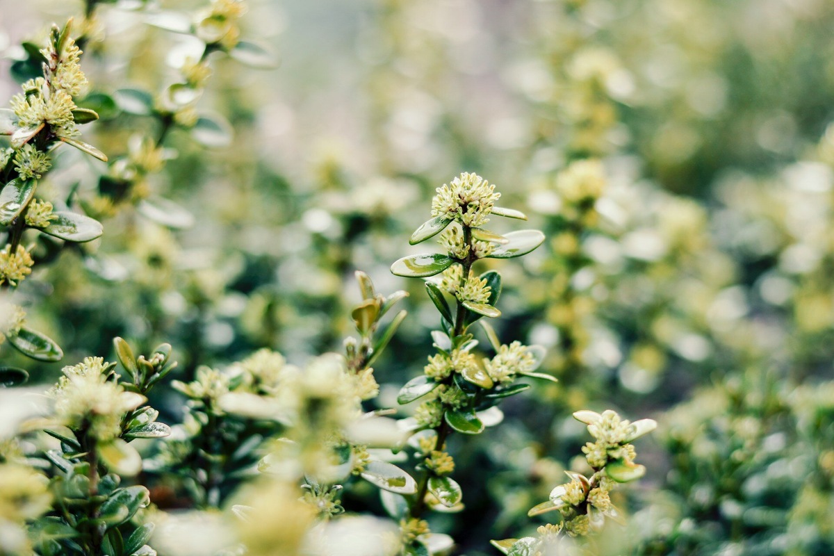 В России осталось только пять га самшитовых лесов: с 2012 по 2019 год большую часть уничтожил вредитель. Фото: Jei Lee / Unsplash