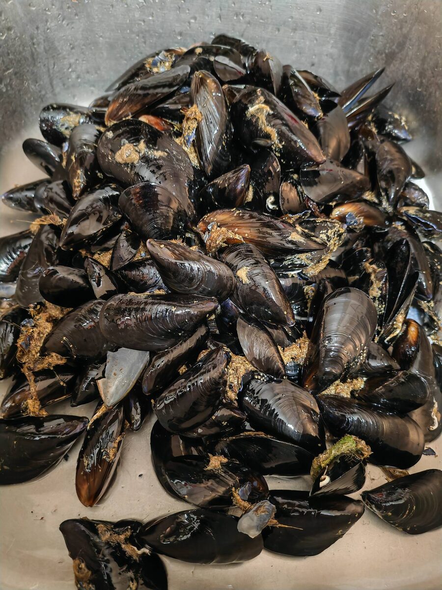Вот так выглядят только что купленные свежие мидии.