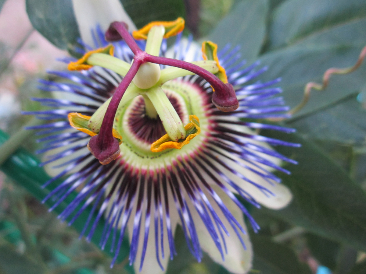 такая красотка растет у меня) кто скажет как ее зовут?))