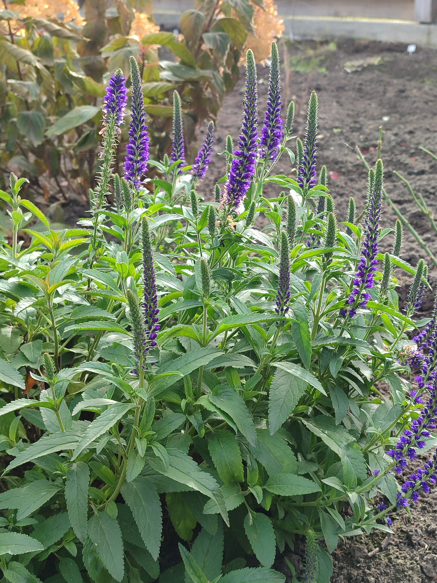 Сейчас цветёт вероника. Сорт называется Незнаю
