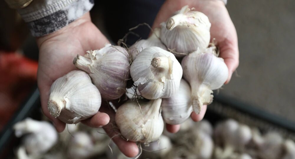 Когда сажать чеснок по лунному календарю в октябре 2025 года