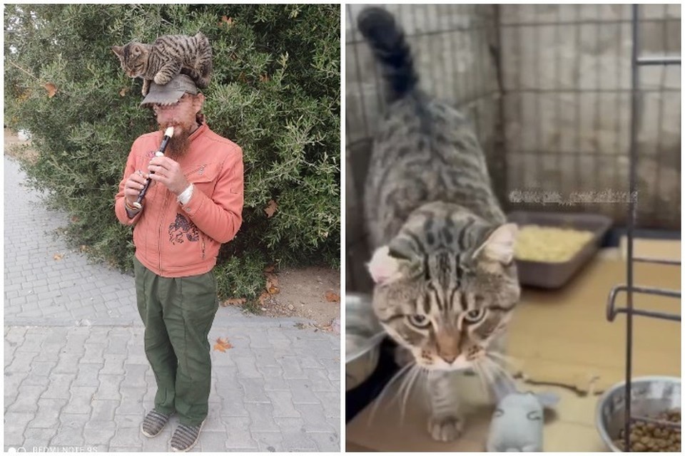    Кот уличного музыканта остался без хозяина и попал в приют. Фото: Mr Ded/Подслушано Севастополь | Новости/Vk, кадр видео Приют для животных «От сердца к сердцу»/Vk