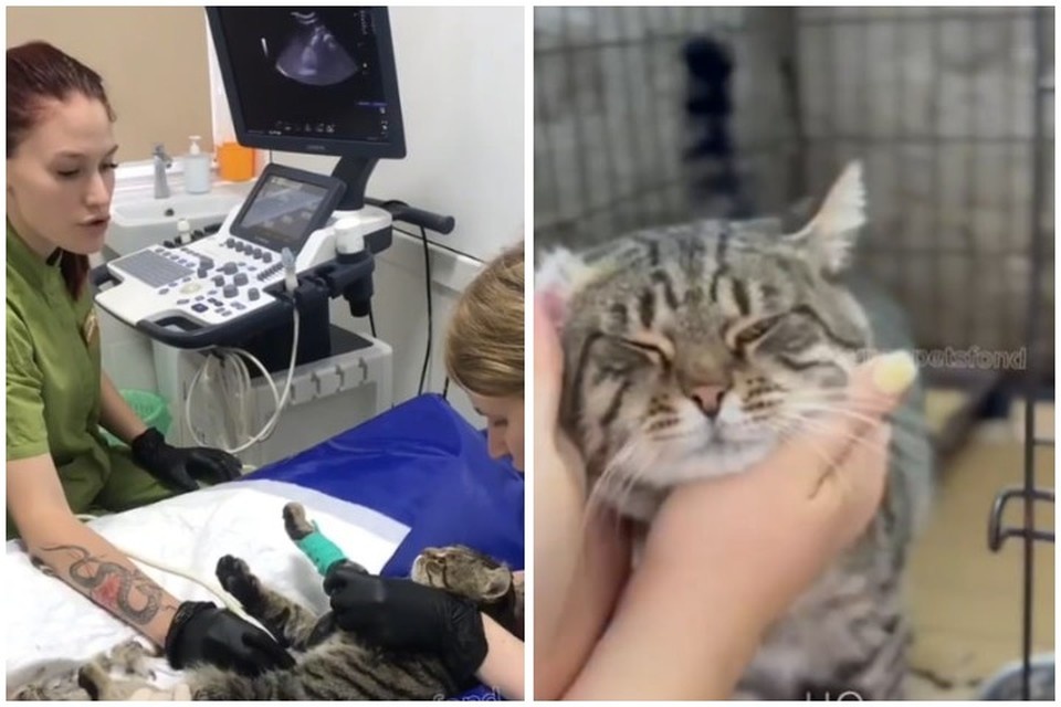    Васю вылечили от всех хворей. Фото: кадр видео Приют для животных «От сердца к сердцу»/Vk