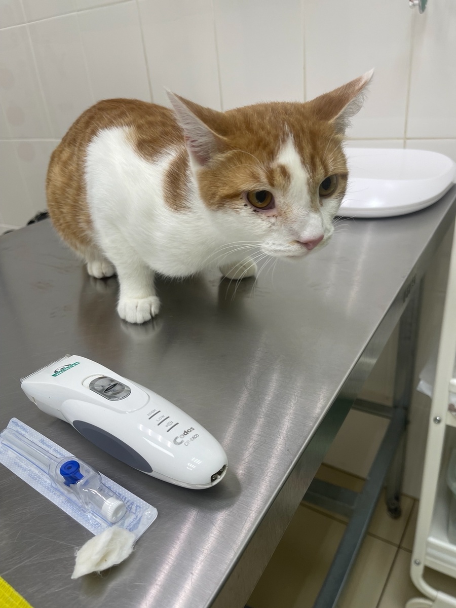 Сириус в ветклинике