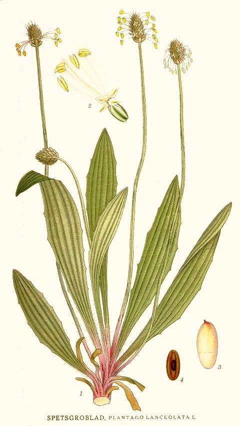Ботаническая иллюстрация из книги К. А. М. Линдмана Bilder ur Nordens Flora, 1917—1926