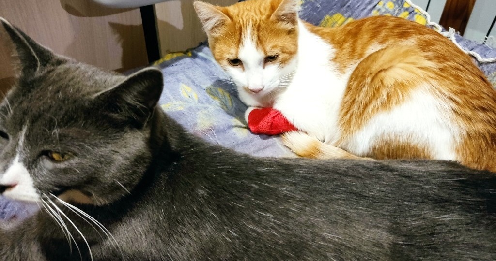 Барсик ушёл навсегда. Как мы спасали остальных