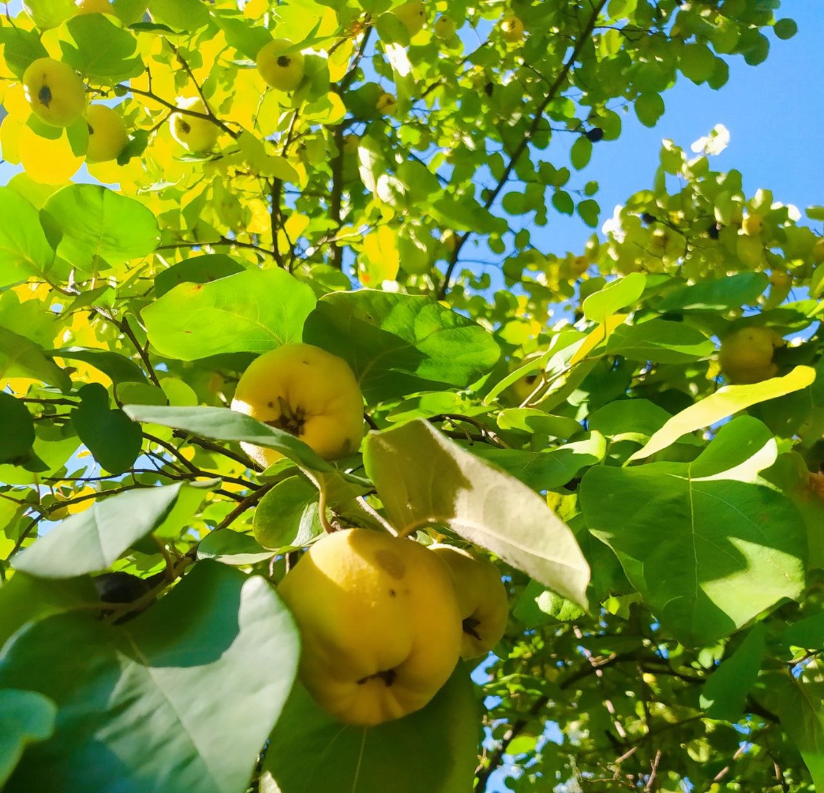 На фото можно увидеть тёмные пятна на плодах айвы. К сожалению, этот урожай уже не спасти.