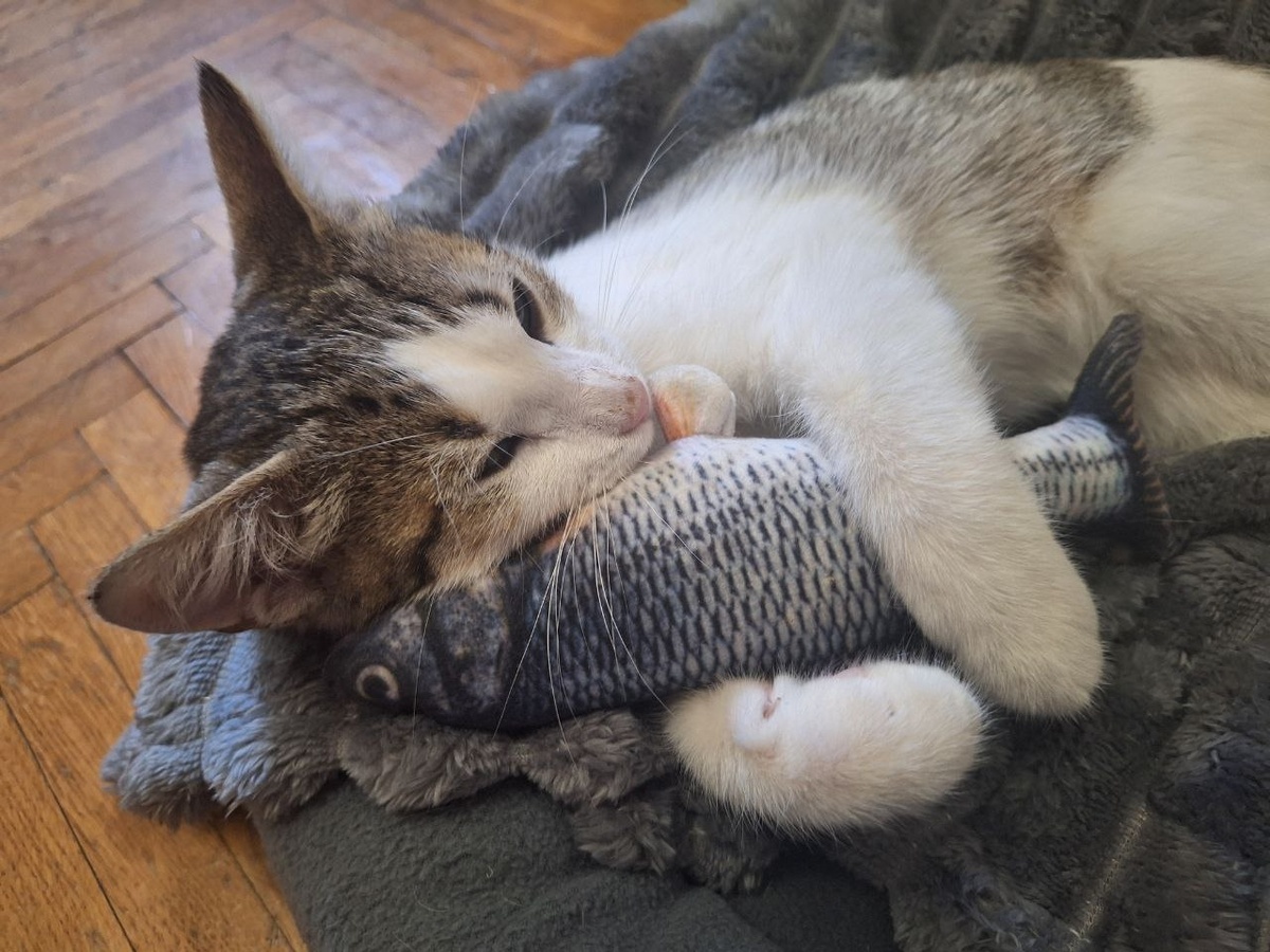 «Вам привет передаёт Лютик (Подорожник). Набегается и спит сладко😁». 