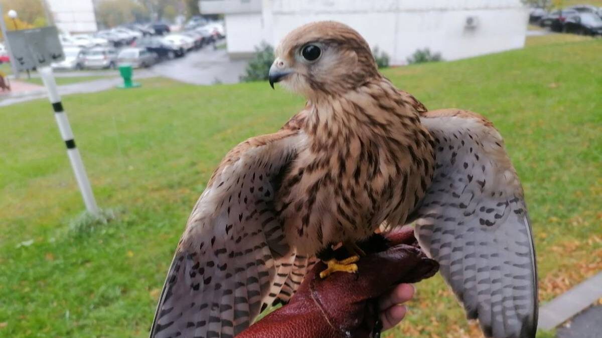    Фото: VK / Пропала \ Найдена \ Замечена собака Москва и МО»