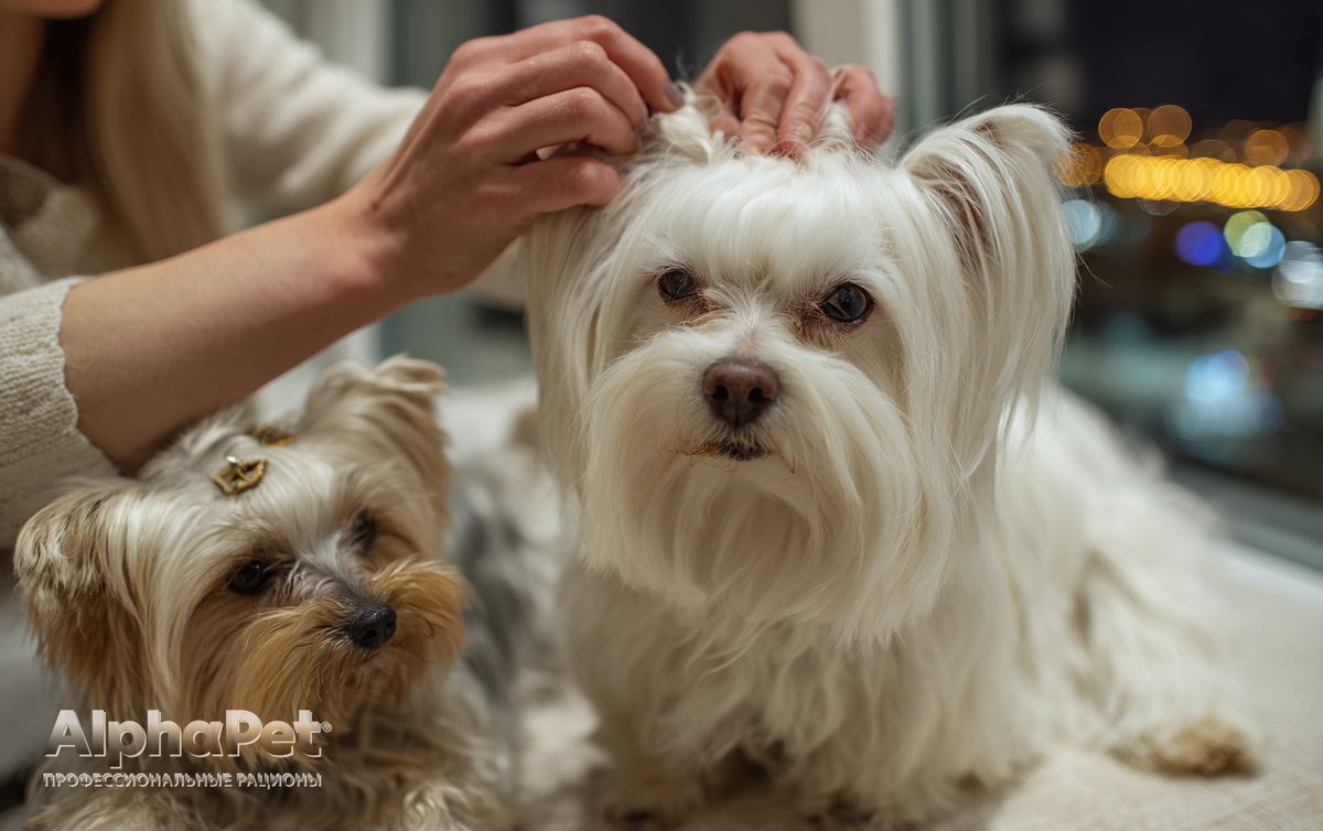 Аристократы с «человеческими волосами»: Йоркширский терьер и Мальтезе / Изображение: AlphaPet