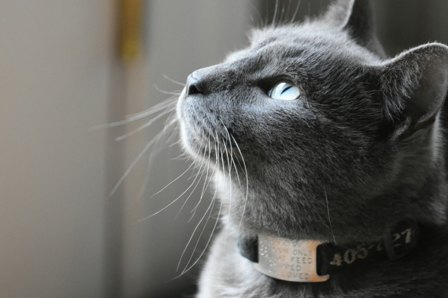 Фото: Lesli Whitecotton / Unsplash.com
