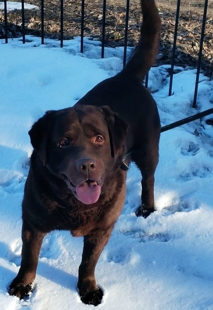    Фото: МВД Карелии / Вконтакте