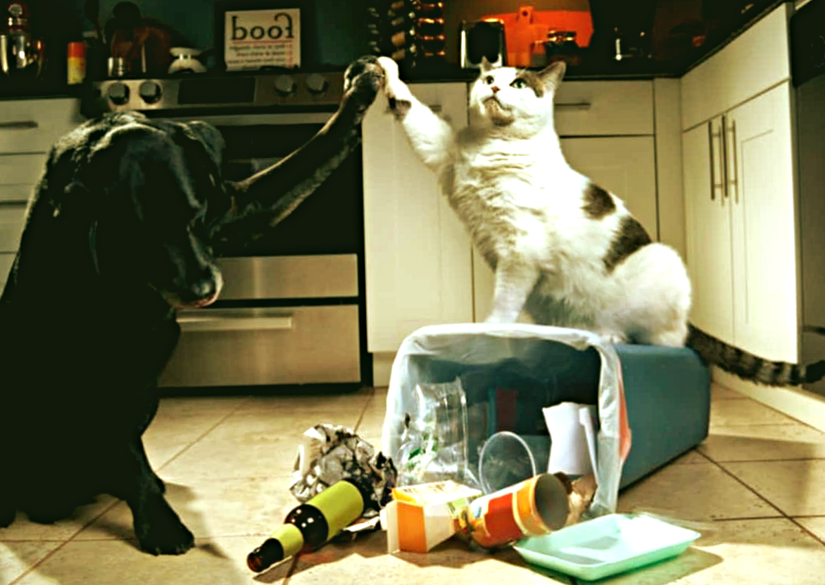 Члены домашней пушистой ОПГ. Фото: infobae.com