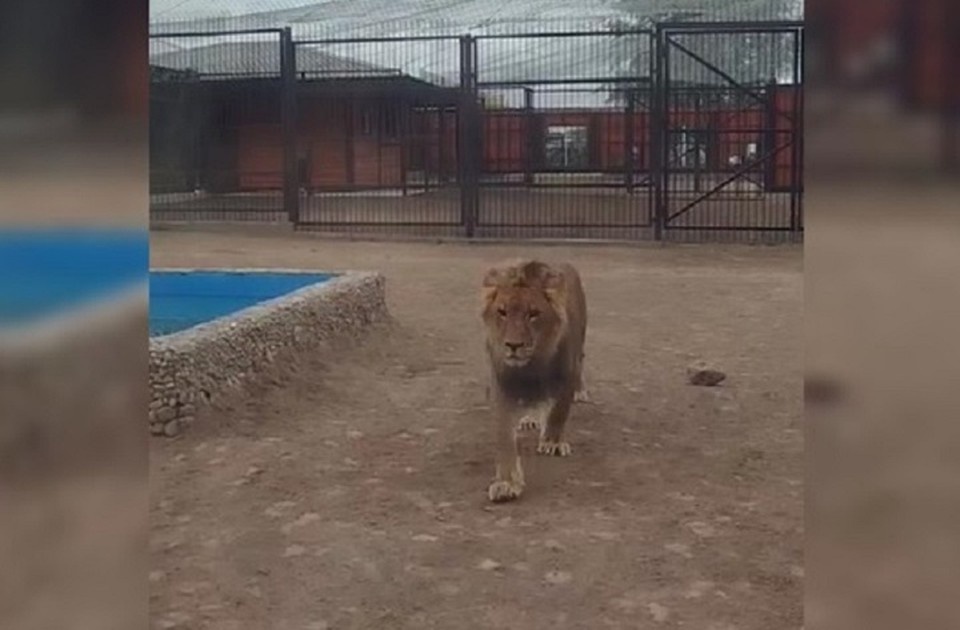    Шерхан обследует новый вольер. Кадр из видео/Минский горком природных ресурсов и окружающей среды/Tg