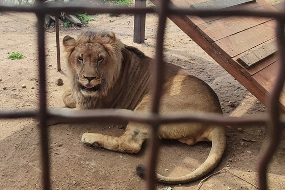    Шерхану уже два года! Фото: Минский зоопарк