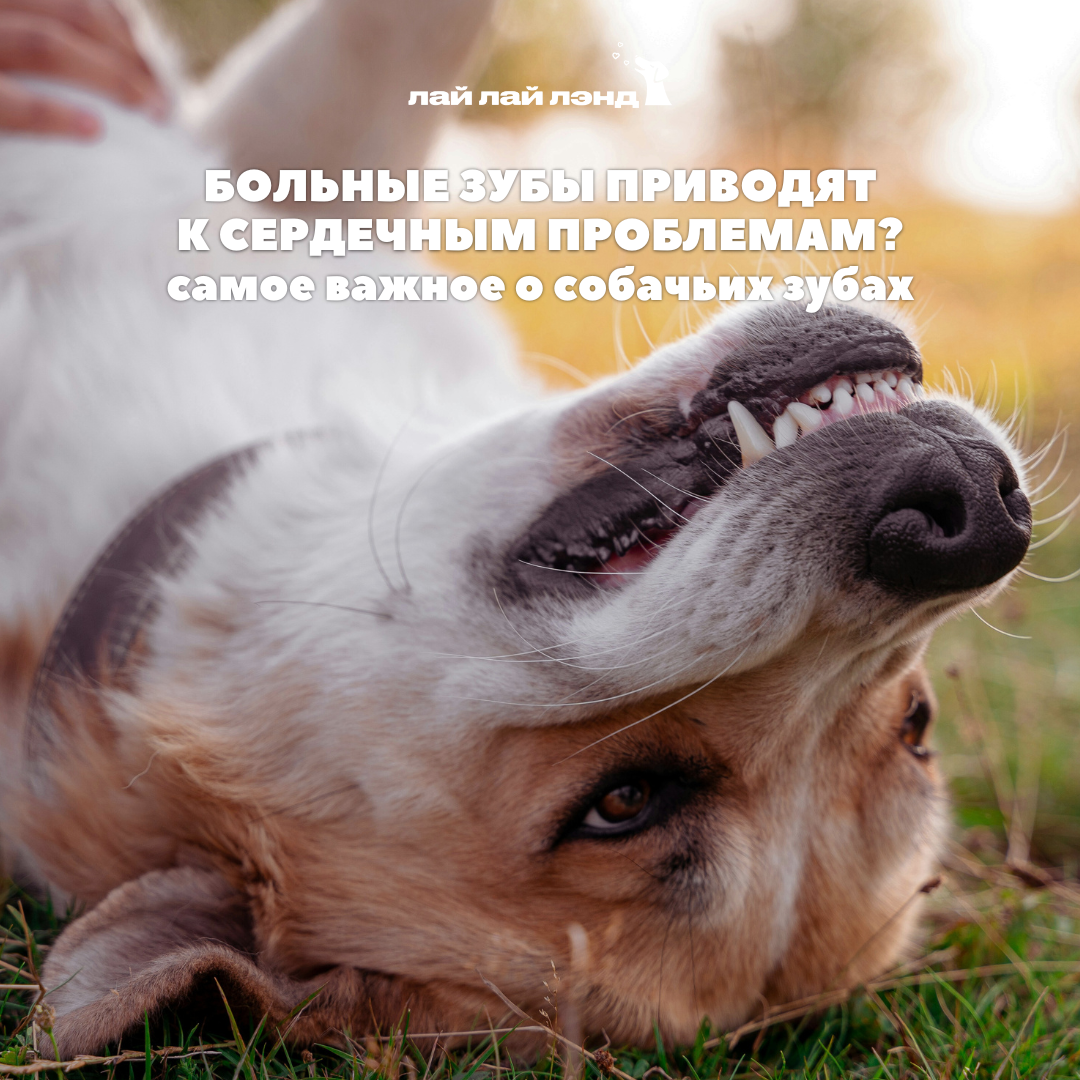 Лай-Лай Лэнд: cамое доброе комьюнити, где собаки — часть семьи 💙