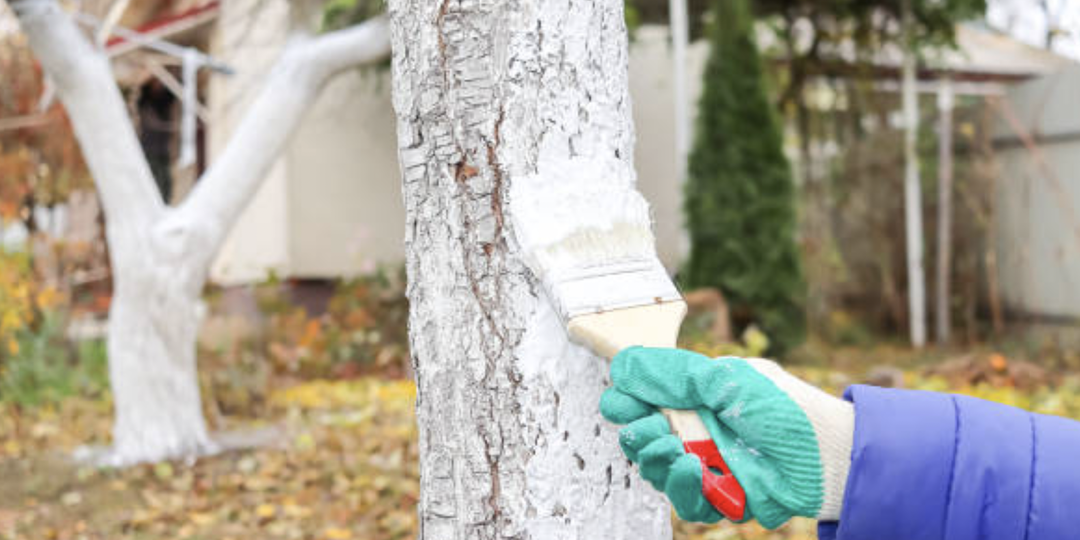 Осенняя побелка плодовых деревьев: и почему именно она важнее весенней.