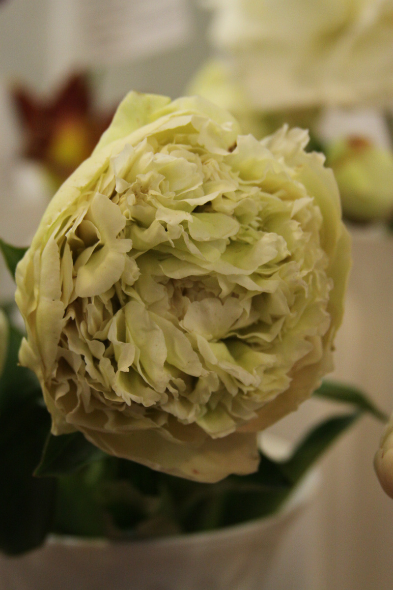 Сорт "Анатолий Скакодуб" на выставке пионов Клуба "Цветоводы Москвы" в музее в начале роспуска цветка