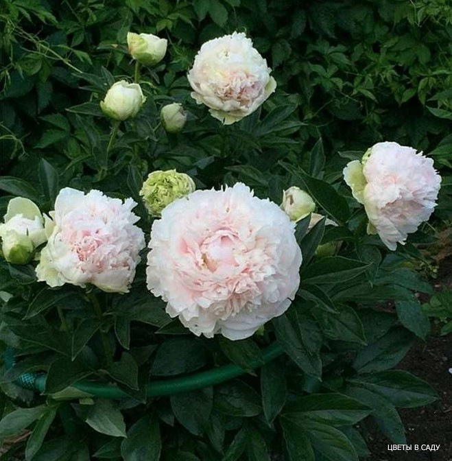 Сорт "Анатолий Скакодуб" в цвету (фото с сайта Славянский цветок)
